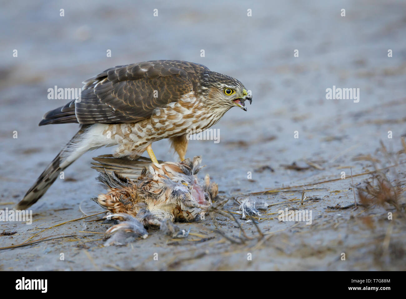 Première de l'hiver l'épervier brun (Accipiter striatus) debout sur un attrapé Colin de Virginie (Colinus virginianus) comme proie dans Chambers County, Texas, U Banque D'Images