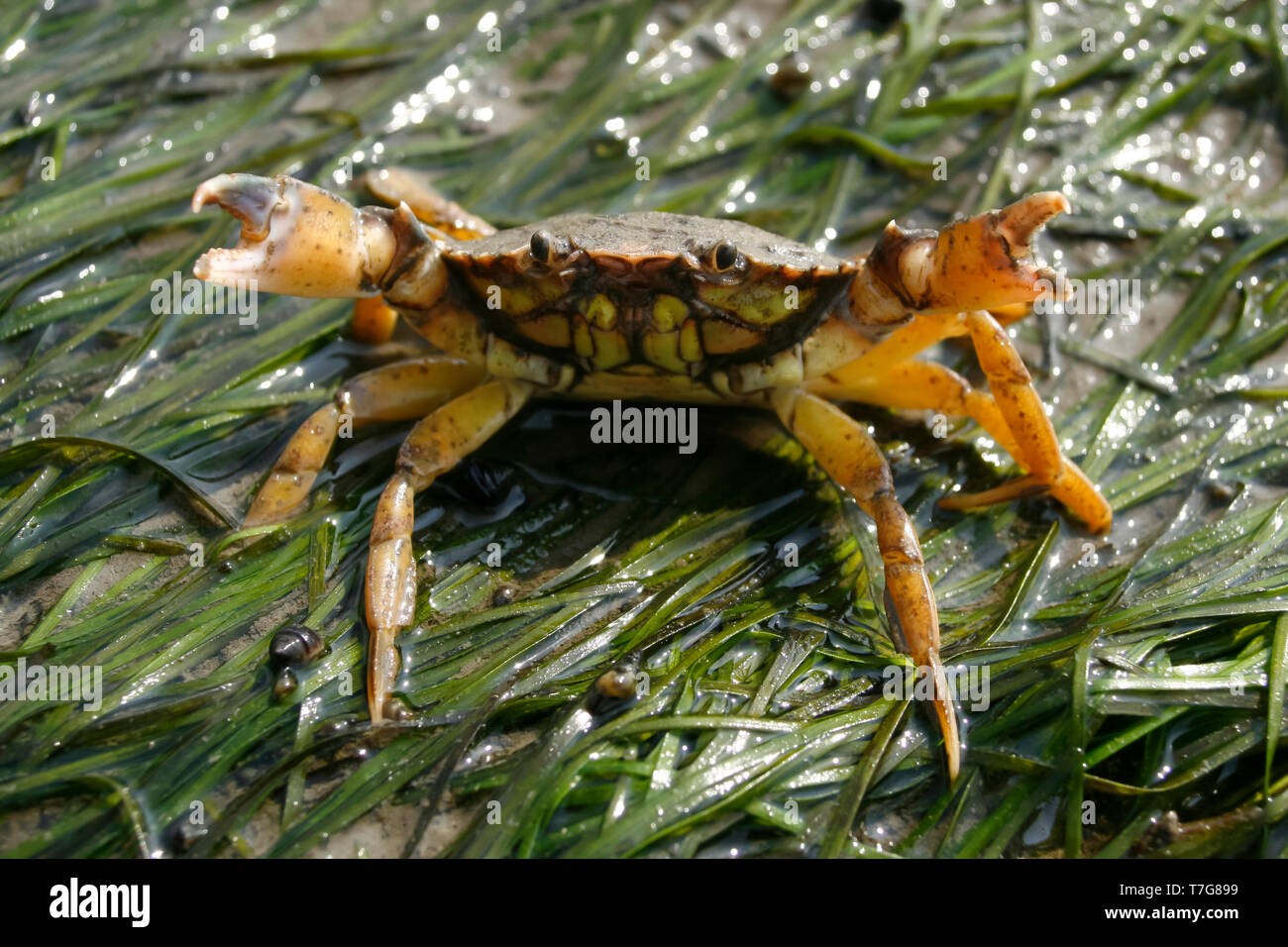 (Crabe Carcinus maenas) dans la mer des Wadden allemande, sur des pires espèces envahissantes exotiques. Banque D'Images