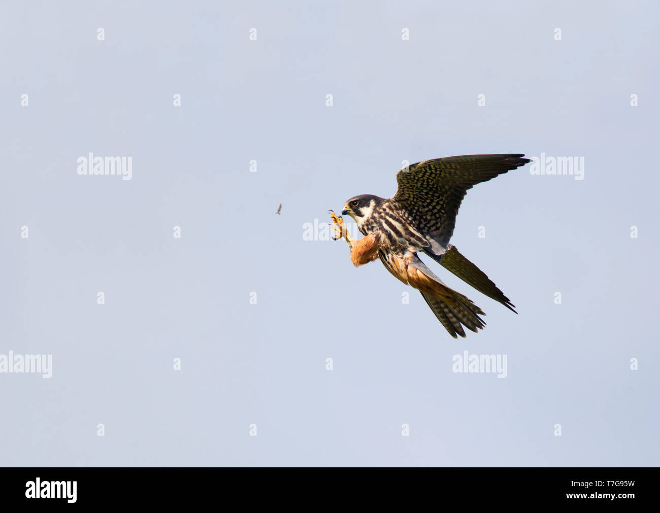 Eurasian hobby (Falco subbuteo) en vol, chasse aux insectes. Banque D'Images