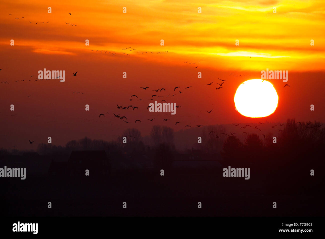 Groupe d'oies survolant Molenhoek dans les Pays-Bas pendant le coucher du soleil. Banque D'Images