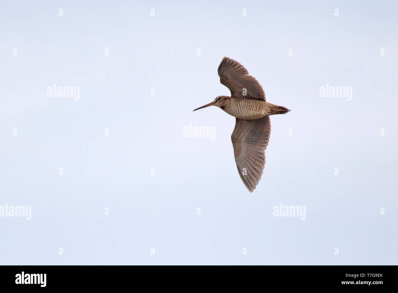 Bécasse des bois (Scolopax rusticola) en vol au dessus de l'île de Helgoland, Allemagne, pendant la migration d'automne. Montrant en vertu de l'aile. Banque D'Images