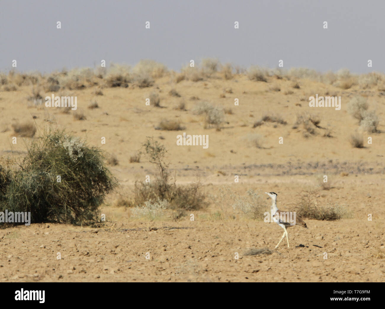 Gravement menacée d'Indien Grand Outarde (Ardeotis nigriceps) marche à travers désert en Inde. Aussi peu que 150 personnes ont été estimées pour survivre je Banque D'Images