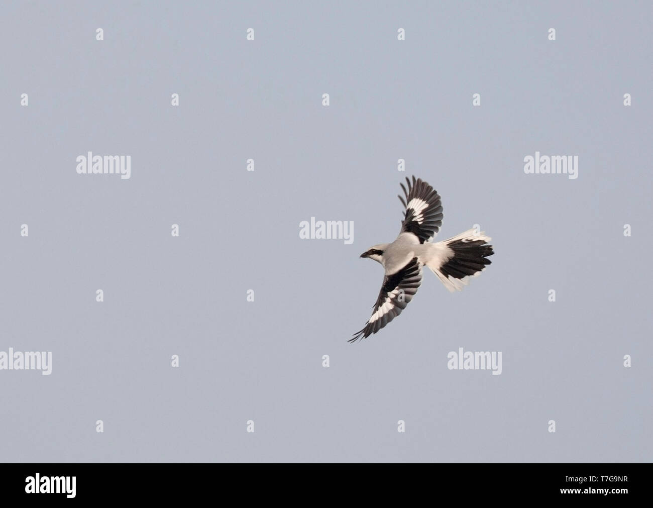 Hivernage (Lanius excubitor) tourner en vol au dessus de la coupe de la forêt pour chasser un oiseau chanteur il veut pour dîner. Banque D'Images