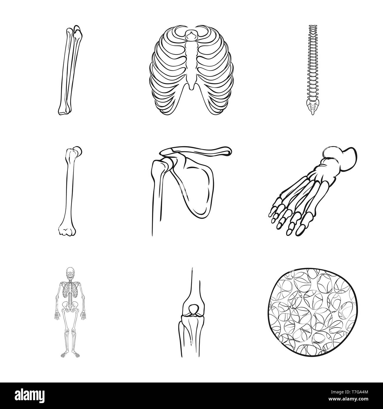 Fémur, nervure, colonne vertébrale,foot,l'appareil locomoteur ostéoporose,cage,casse,chiropratique,,bassin,cheville,scientifique,bony,cell,Genou,body,tibia,avant-pied,,squelettique,conjonctif,posture,fracture de jambe,panneaux,system,péroné,cartilage sternum,chirurgie,médecine,clinique,biologie,médical,os,,squelette anatomie,des,organes,,set,icône,,illustration,collection,isolé,design,graphisme,élément signe,ligne,plan,vecteurs vecteur , Illustration de Vecteur