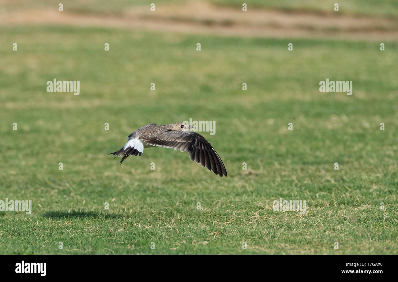 Première de l'hiver (glaréole à collier Glareola pratincola) survolant un grassfield au cours de l'automne dans le delta de l'Ebre, en Espagne. Banque D'Images