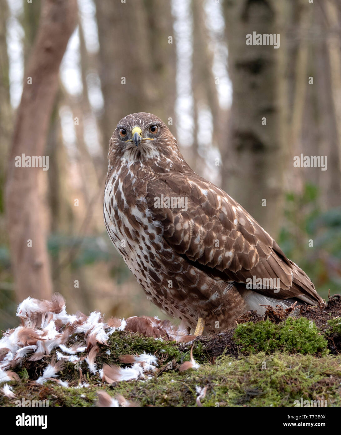 Buse variable (Buteo buteo) perché sur une proie dans la forêt avec des arbres en arrière-plan Banque D'Images