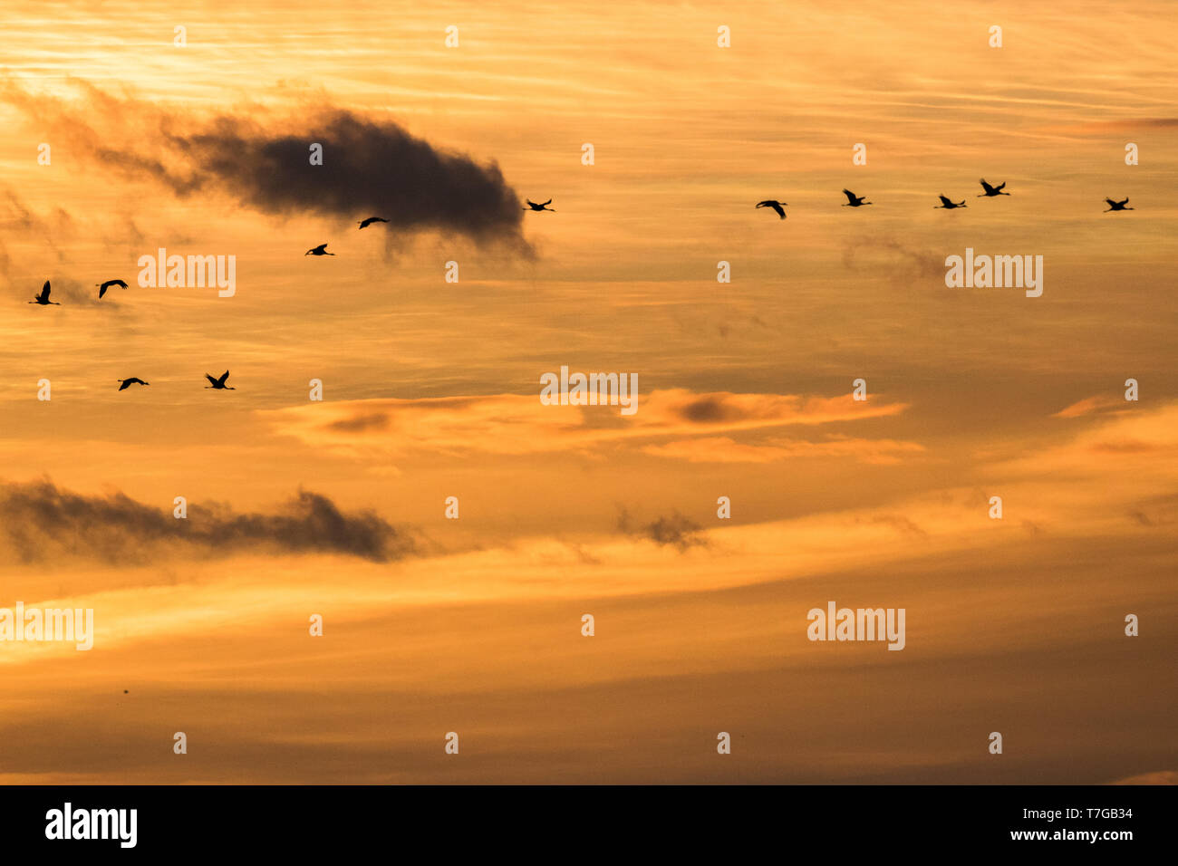 Grues Cendrées volant dans le coucher du soleil Banque D'Images