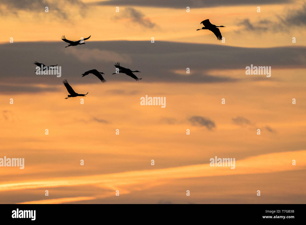 Grues Cendrées volant dans le coucher du soleil Banque D'Images