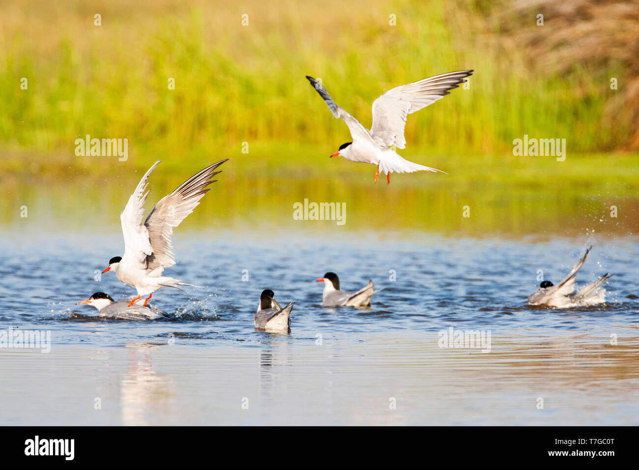 Groupe de six la sterne pierregarin (Sterna hirundo) prenant un bain dans un lac d'eau douce près de Skala Kalloni sur l'île Méditerranéenne de Lesbos, Grèce. Banque D'Images
