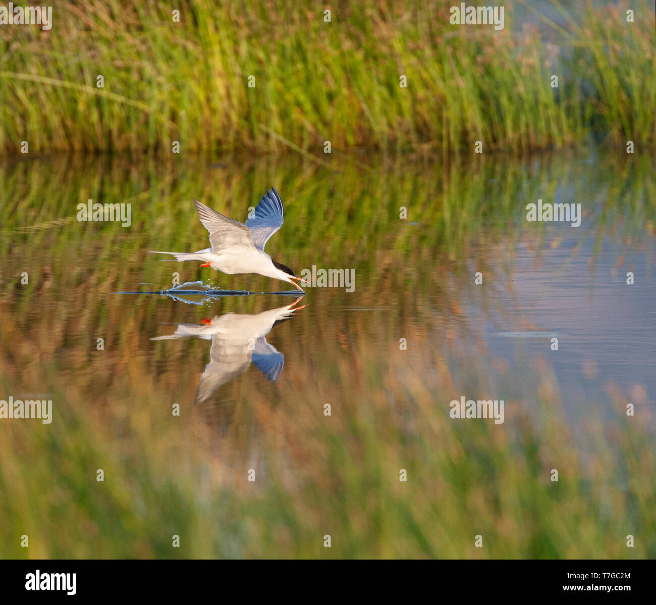 Des profils de la sterne pierregarin (Sterna hirundo) survolant salines près de Skala Kalloni sur l'île de Lesbos, Grèce. Banque D'Images