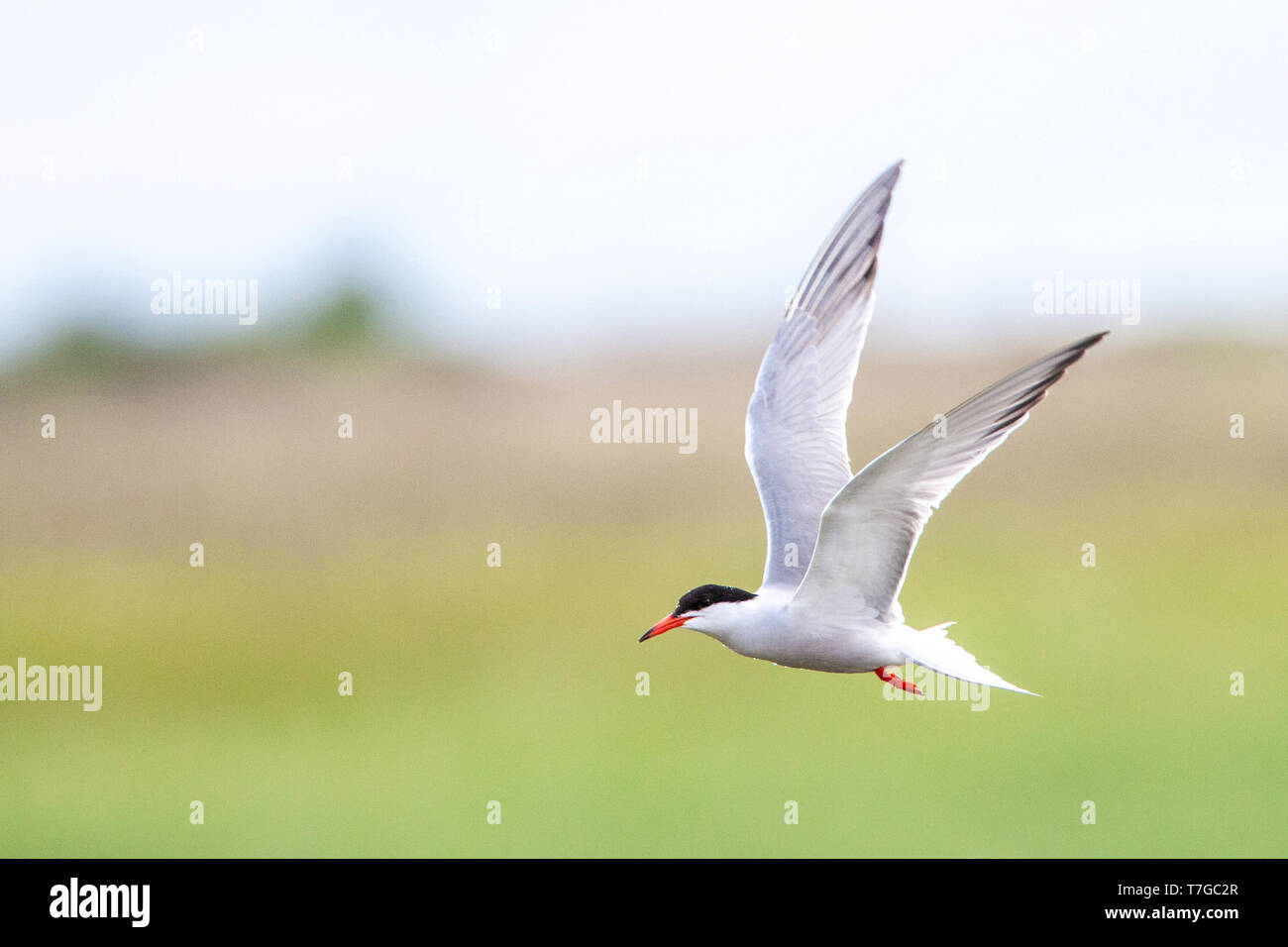 Des profils de la sterne pierregarin (Sterna hirundo) survolant salines près de Skala Kalloni sur l'île de Lesbos, Grèce. Banque D'Images