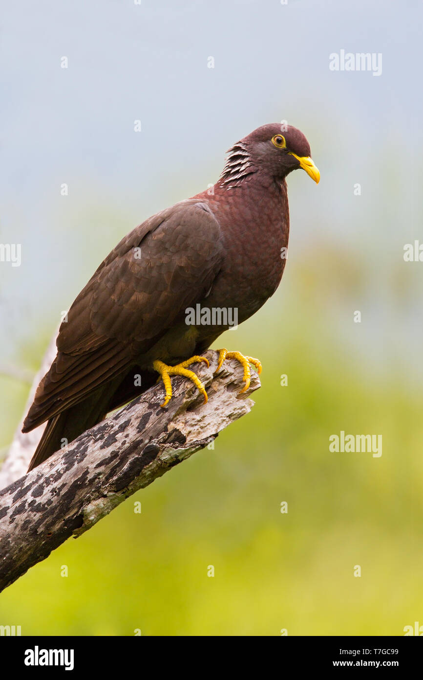 Comores (Columba pigeon olive) pollenii sur la Grande Comore Island, une île de l'Océan Indien au large de la côte de l'Afrique Banque D'Images