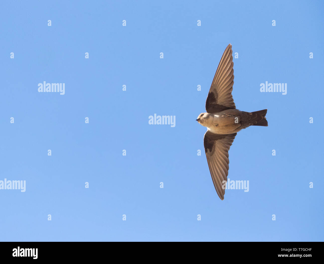 Eurasian Crag Martin (Ptyonoprogne rupestris) en vol contre un ciel bleu en Espagne. Vue du dessous. Banque D'Images