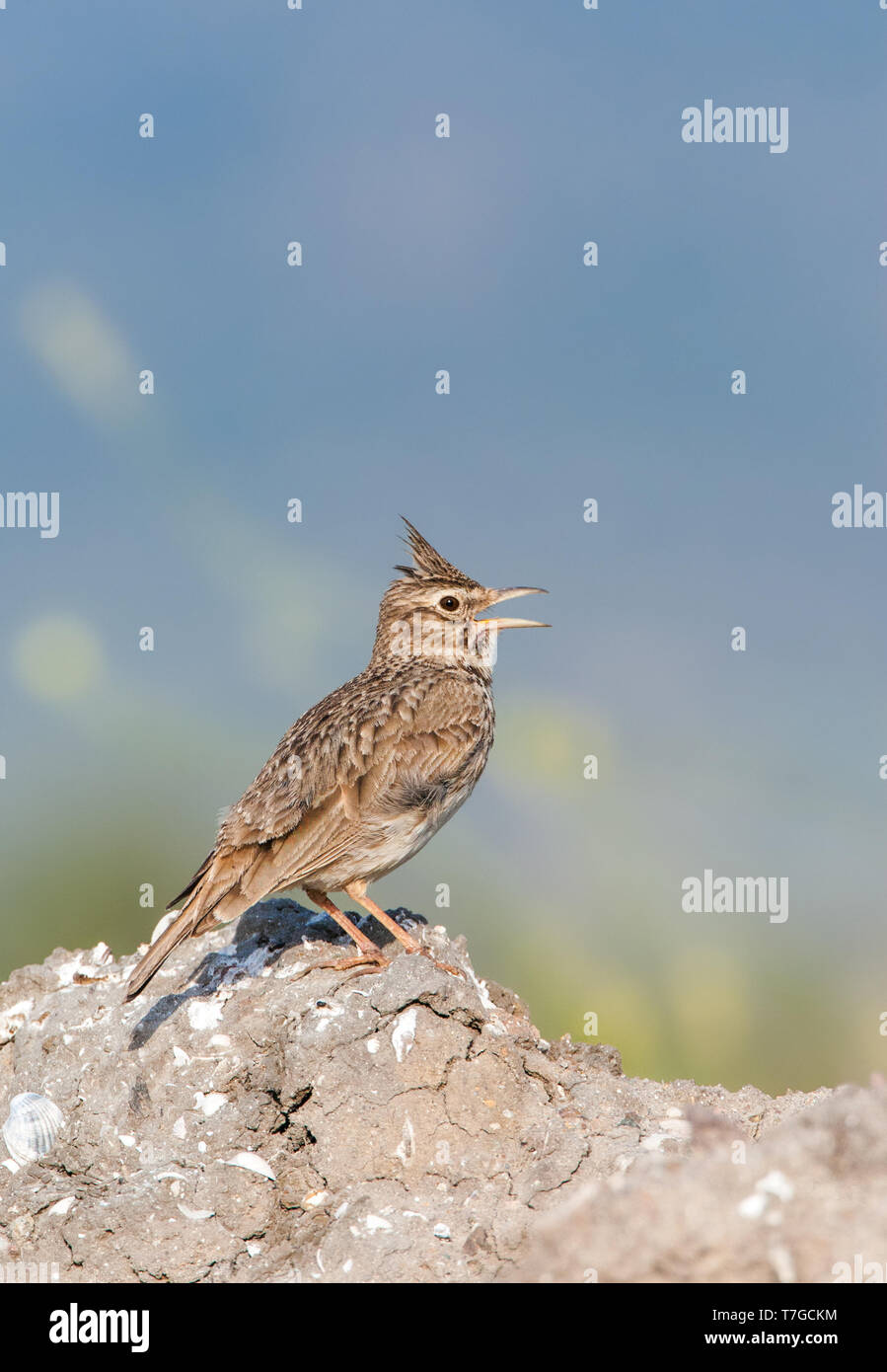 Singing Lark (Galerida cristata Crested) de son perchoir favori sur Lesbos, Grèce. Banque D'Images