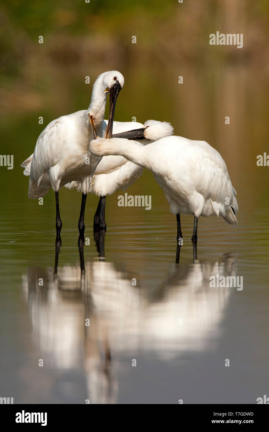 La Spatule blanche Platalea leucorodia Banque D'Images