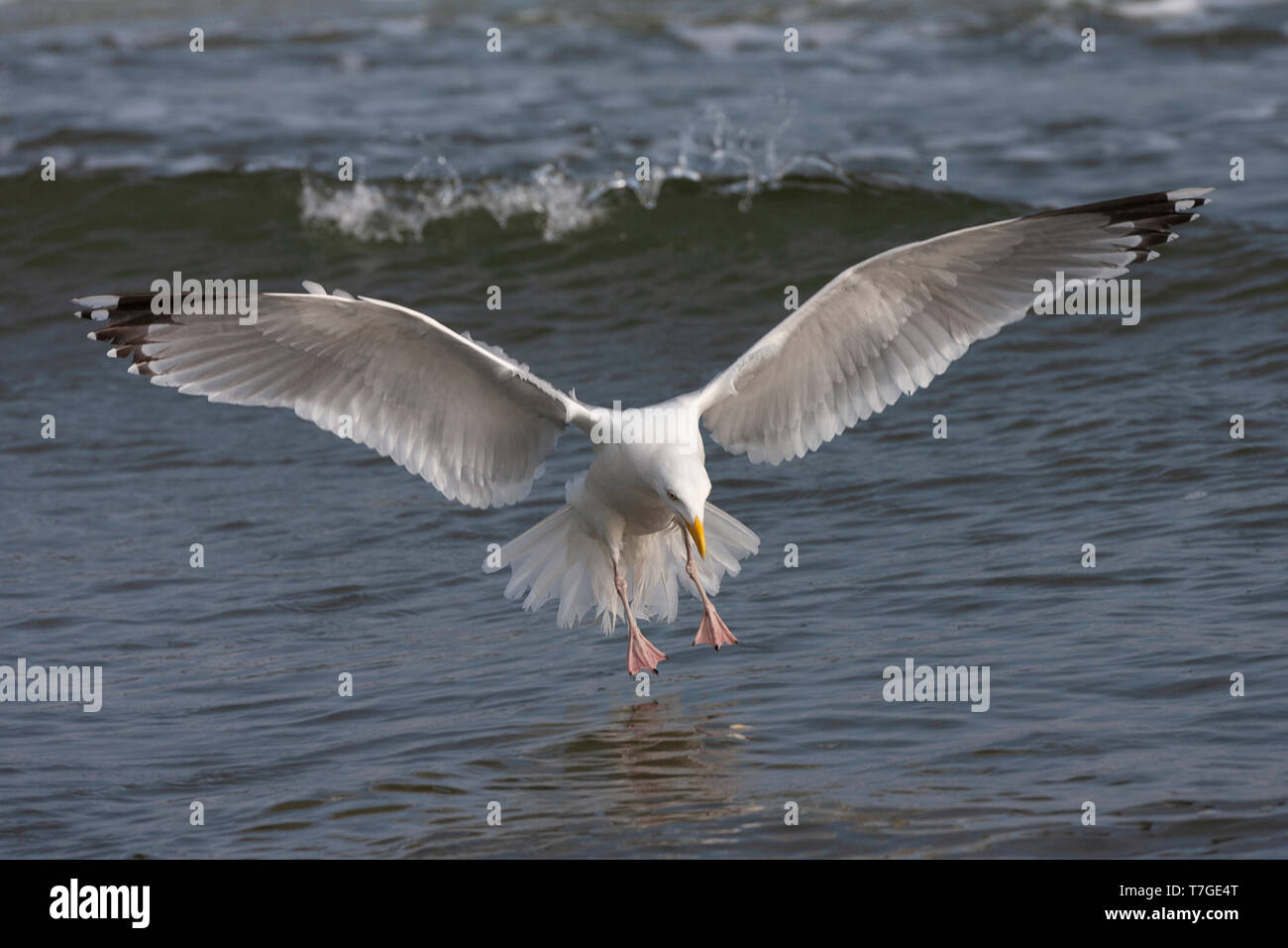 Européens adultes Goéland argenté (Larus argentatus) l'atterrissage dans la mer des Wadden néerlandaise à Vlieland. Avec les ailes écartées. Banque D'Images