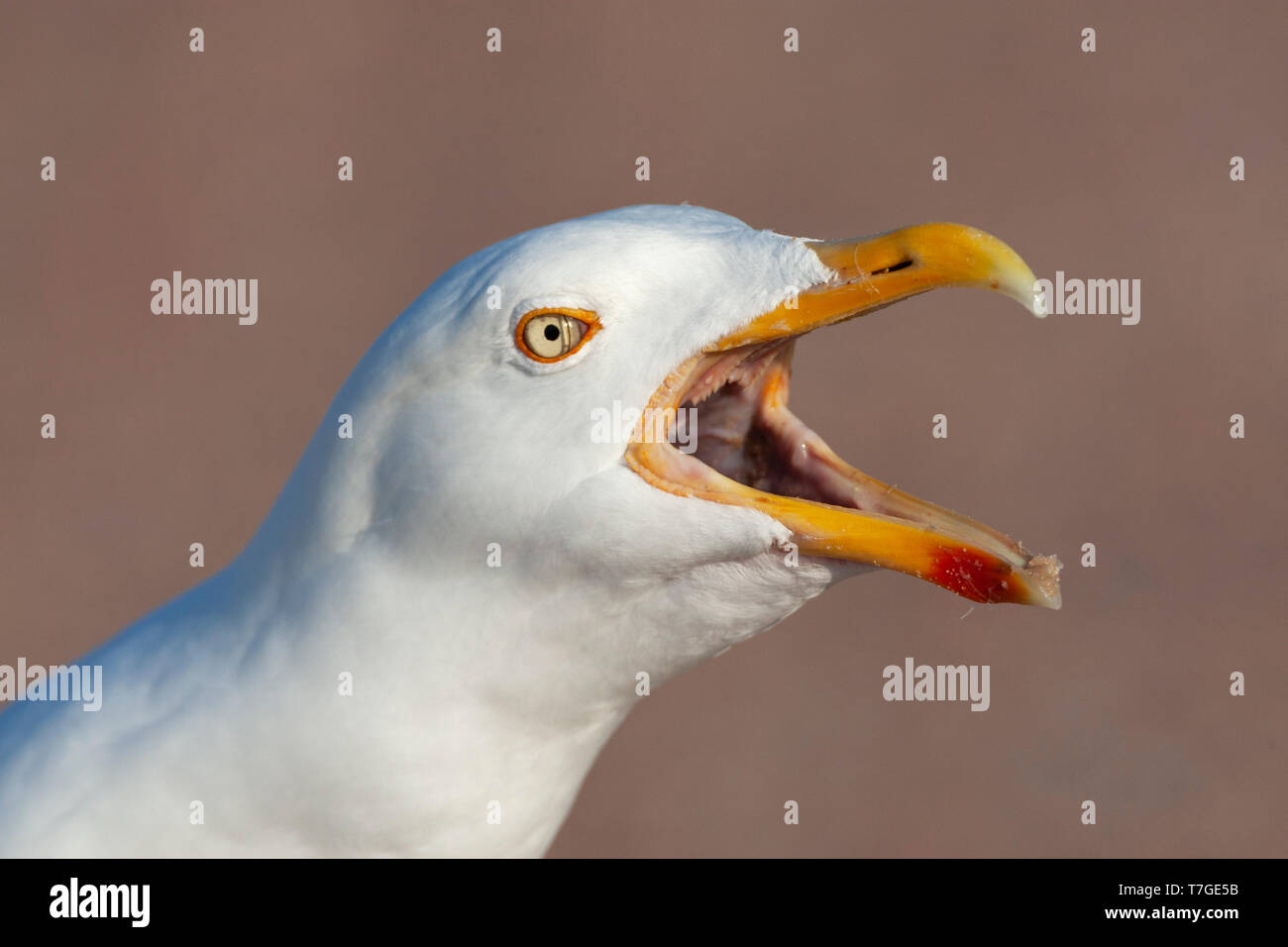 Libre d'un adulte European Herring Gull (Larus argentatus) faire entendre haut et fort d'un parc de stationnement à Texel, aux Pays-Bas. La défense agressive de son t Banque D'Images Libre d'un adulte European Herring Gull (Larus argentatus) faire entendre haut et fort d'un parc de stationnement à Texel, aux Pays-Bas. La défense agressive de son t Banque D'Images