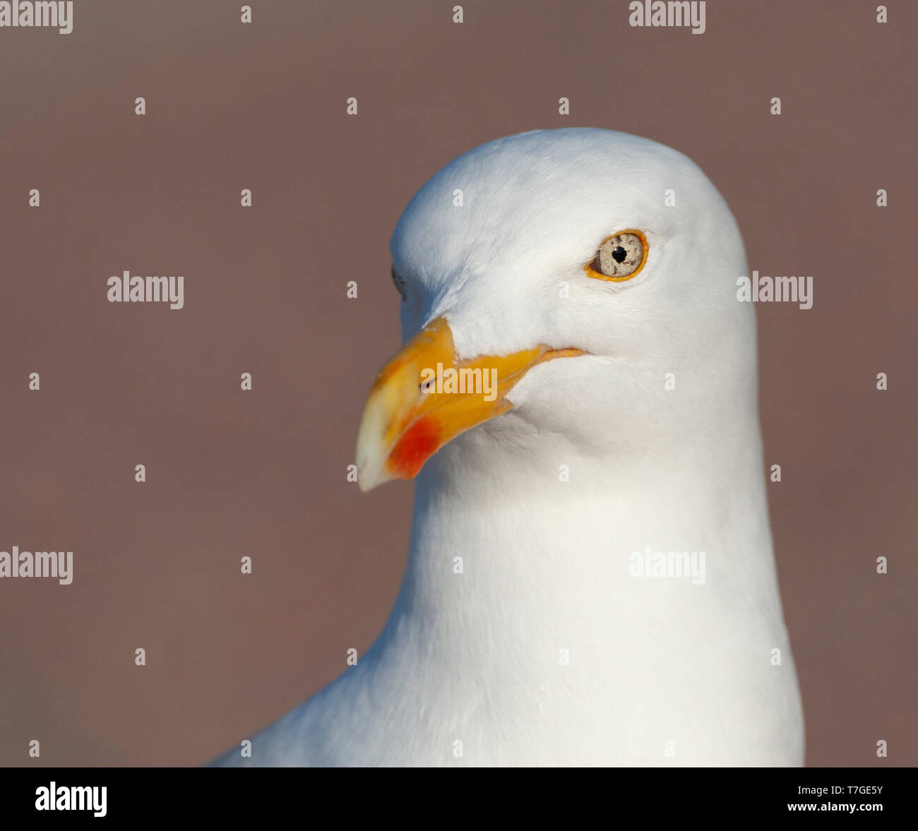 Portrait d'un intense de l'adultes Goéland argenté (Larus argentatus) fixant l'avant sur Texel aux Pays-Bas, montrant un beau marbré de l'œil. Banque D'Images Portrait d'un intense de l'adultes Goéland argenté (Larus argentatus) fixant l'avant sur Texel aux Pays-Bas, montrant un beau marbré de l'œil. Banque D'Images