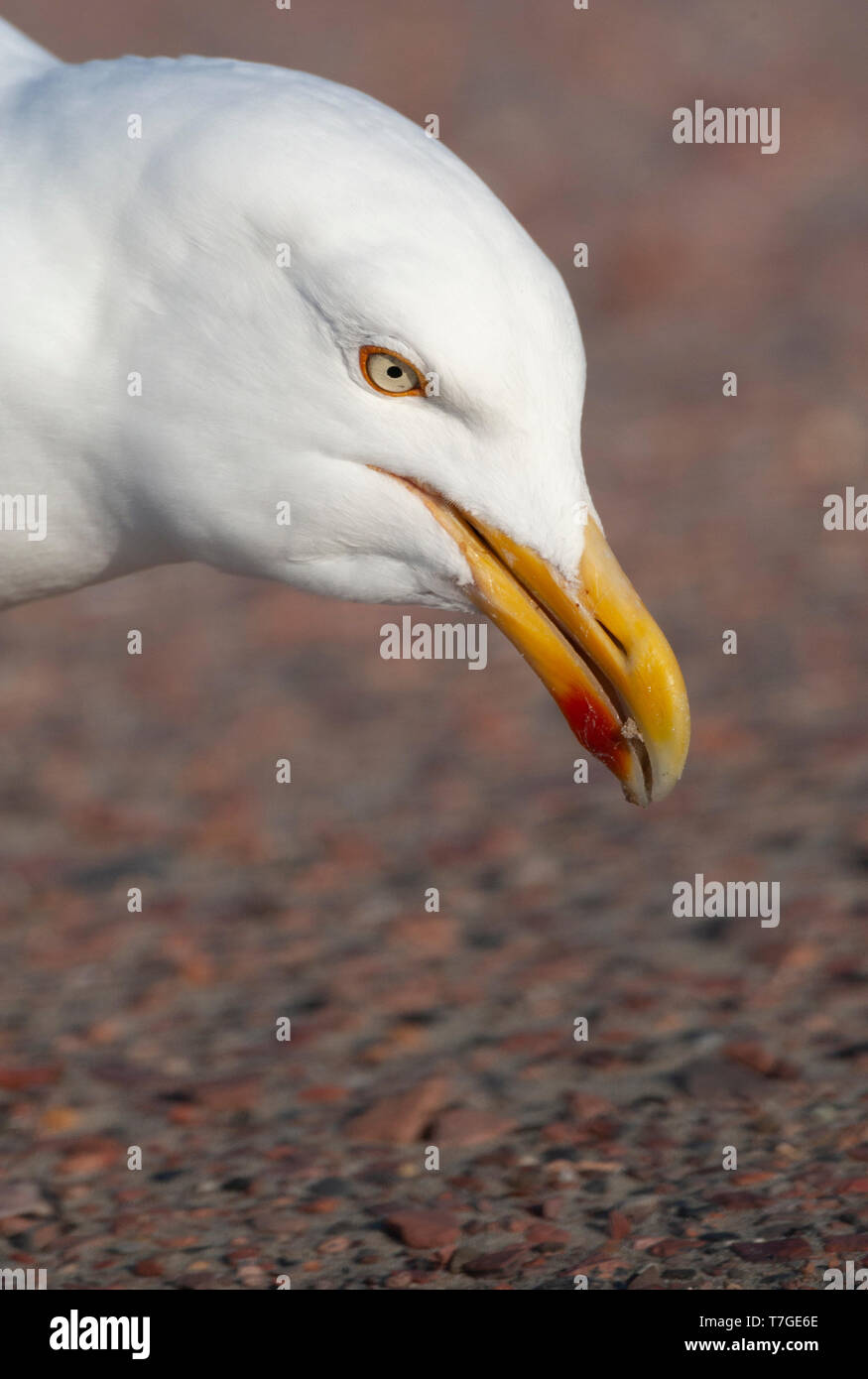 Libre d'un adulte European Herring Gull (Larus argentatus) à Texel, aux Pays-Bas. Ramasser les restes du sol d'un parking côtières Banque D'Images Libre d'un adulte European Herring Gull (Larus argentatus) à Texel, aux Pays-Bas. Ramasser les restes du sol d'un parking côtières Banque D'Images