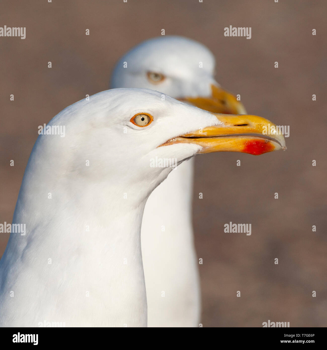 Deux intenses à la recherche européenne adultes du Goéland argenté (Larus argentatus) debout sur un parking à Texel, aux Pays-Bas. À la difficulté et wai Banque D'Images Deux intenses à la recherche européenne adultes du Goéland argenté (Larus argentatus) debout sur un parking à Texel, aux Pays-Bas. À la difficulté et wai Banque D'Images