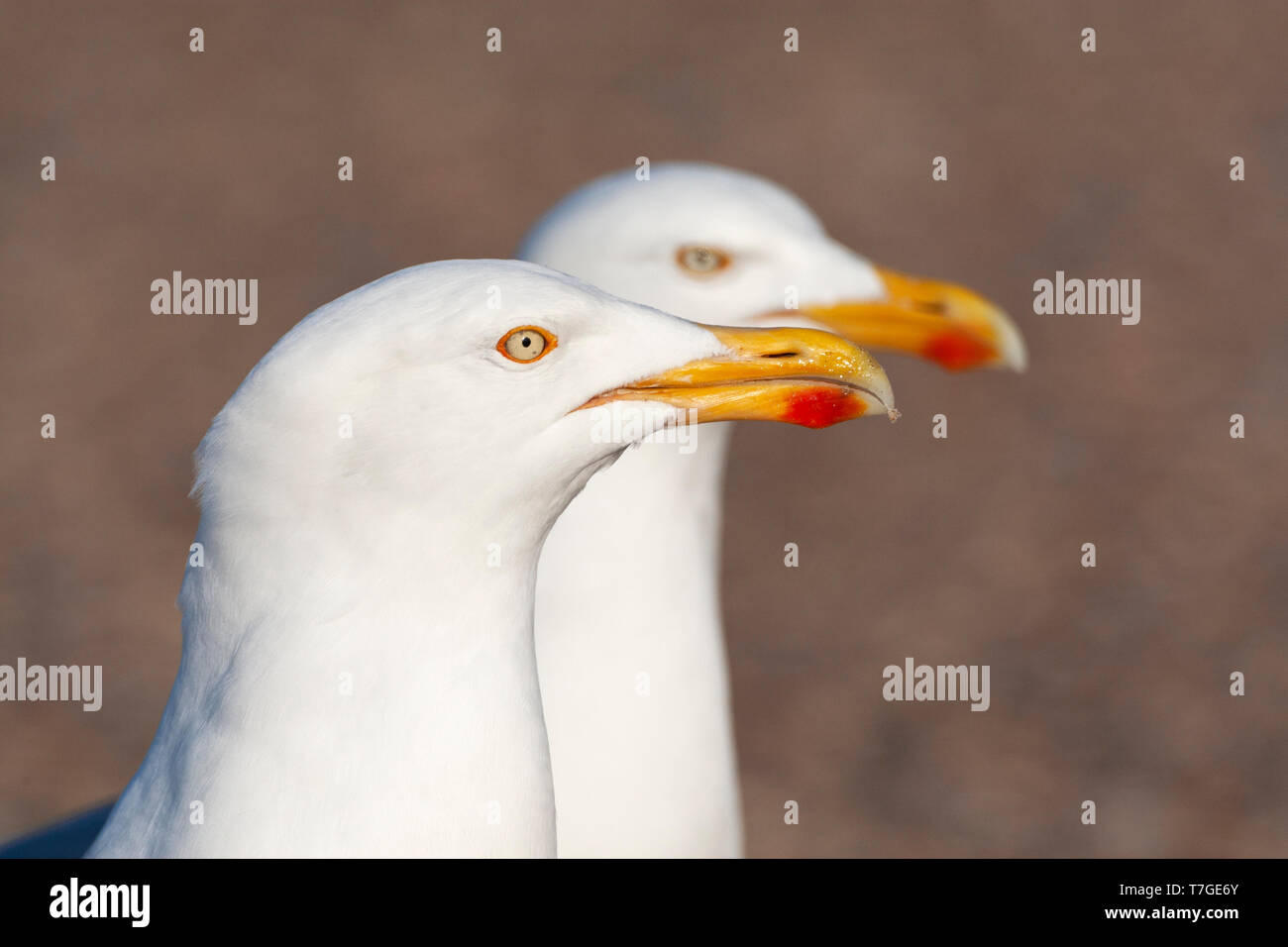 Libre d'adultes Deux Goélands argentés (Larus argentatus) à Texel, aux Pays-Bas. Les deux oiseaux fixant à l'avance, à la recherche de nourriture à voler à partir de t Banque D'Images