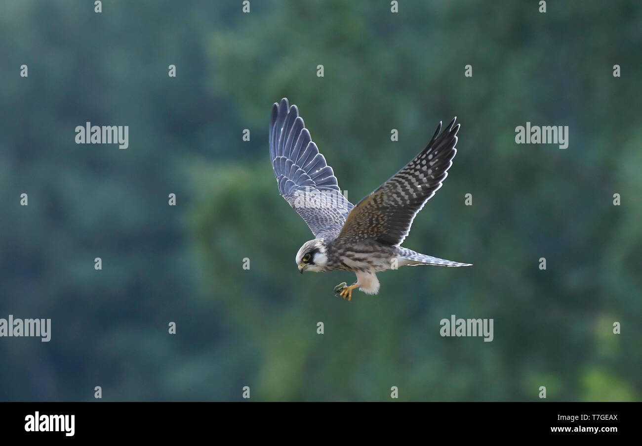 Vue latérale d'un jeune Faucon kobez (Falco vespertinus) en vol de manger une sauterelle. La Finlande Banque D'Images