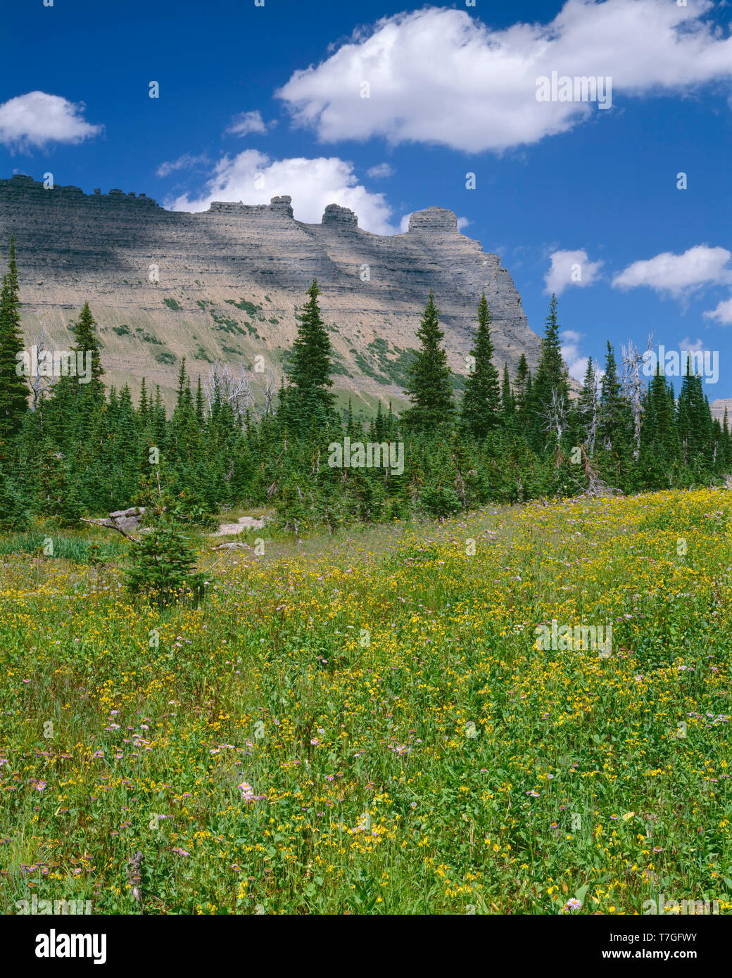 USA, Montana, le parc national des Glaciers, prairie d'arnica et fleabane en été, la floraison des falaises du mur de lagopède augmentation de la distance. Banque D'Images