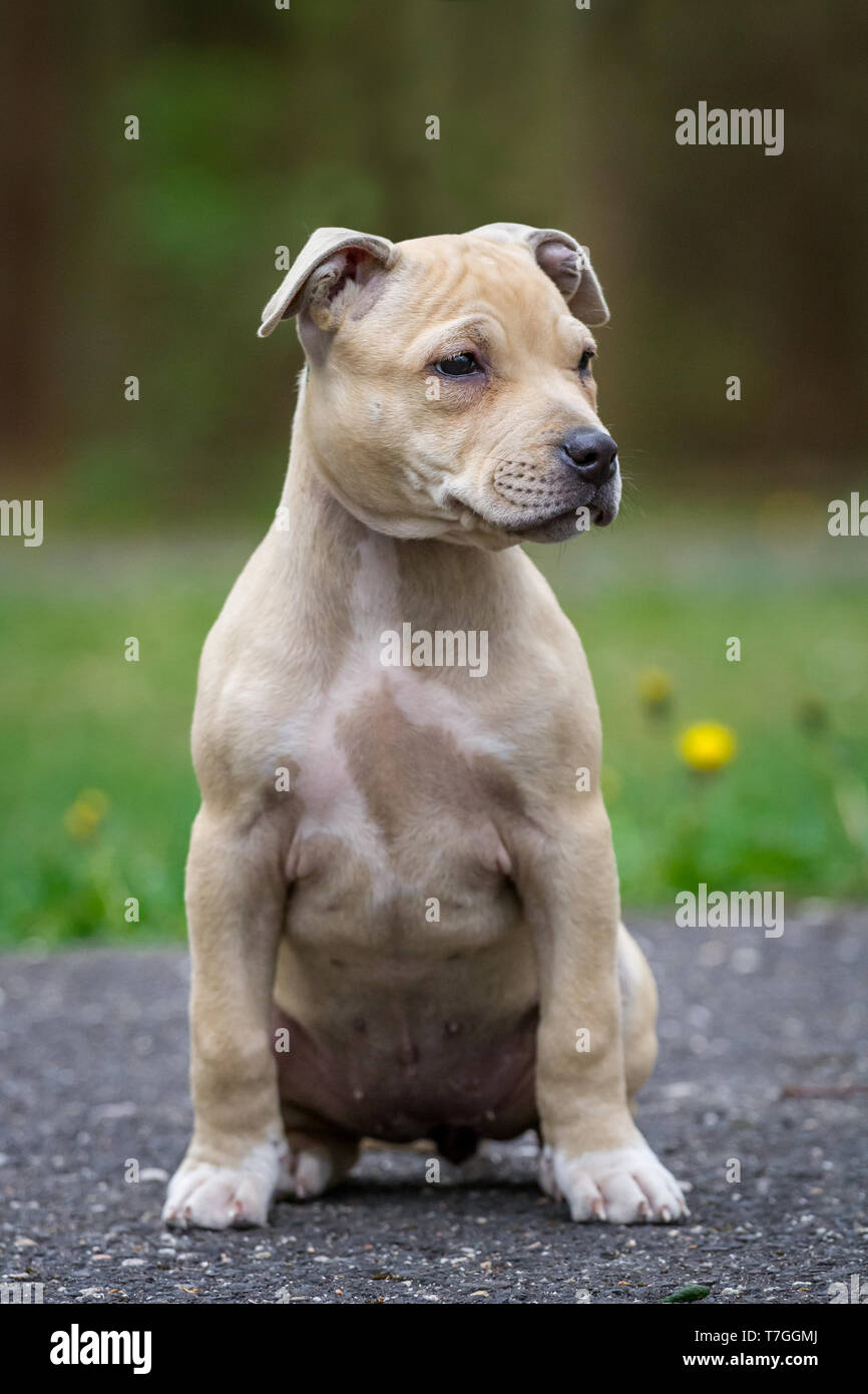 Light Brown American Pit Bull Terrier puppy Banque D'Images