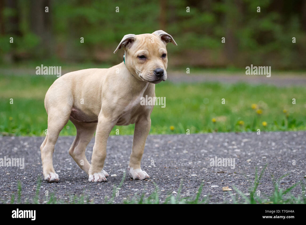 Light Brown American Pit Bull Terrier puppy Banque D'Images