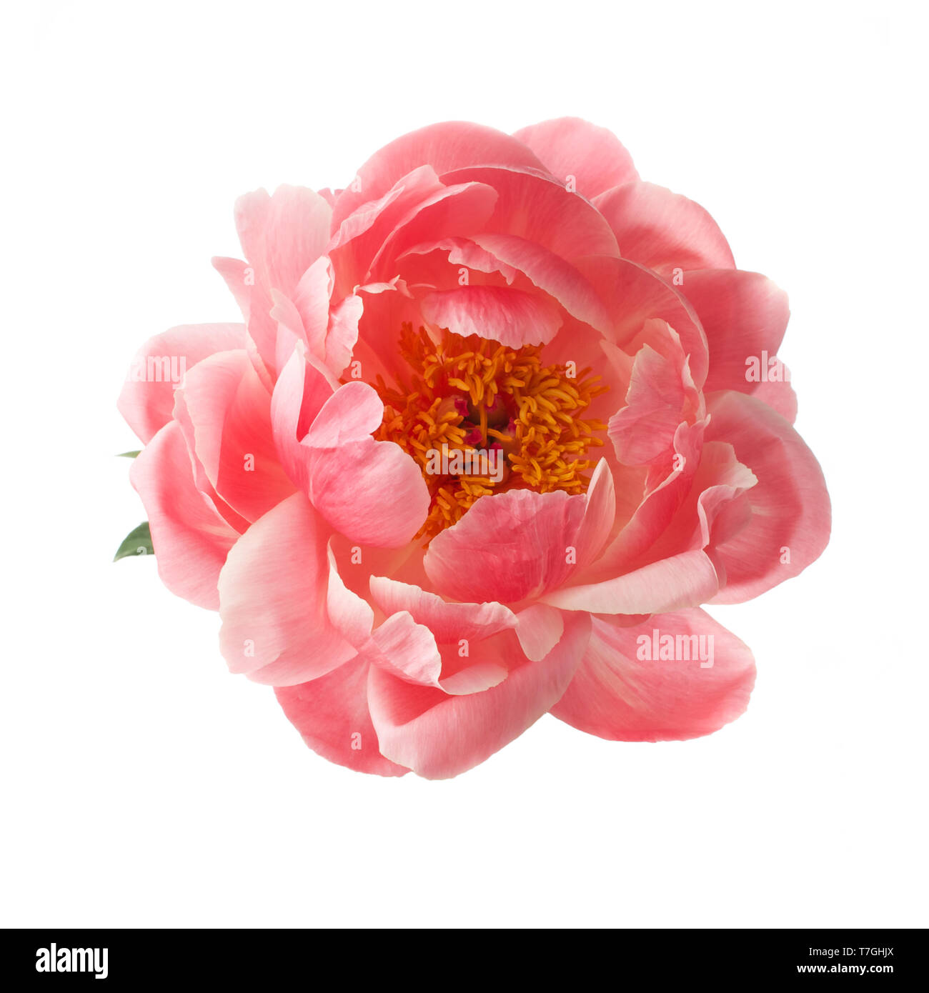 Belle fleur de pivoine rose isolé sur fond blanc Banque D'Images