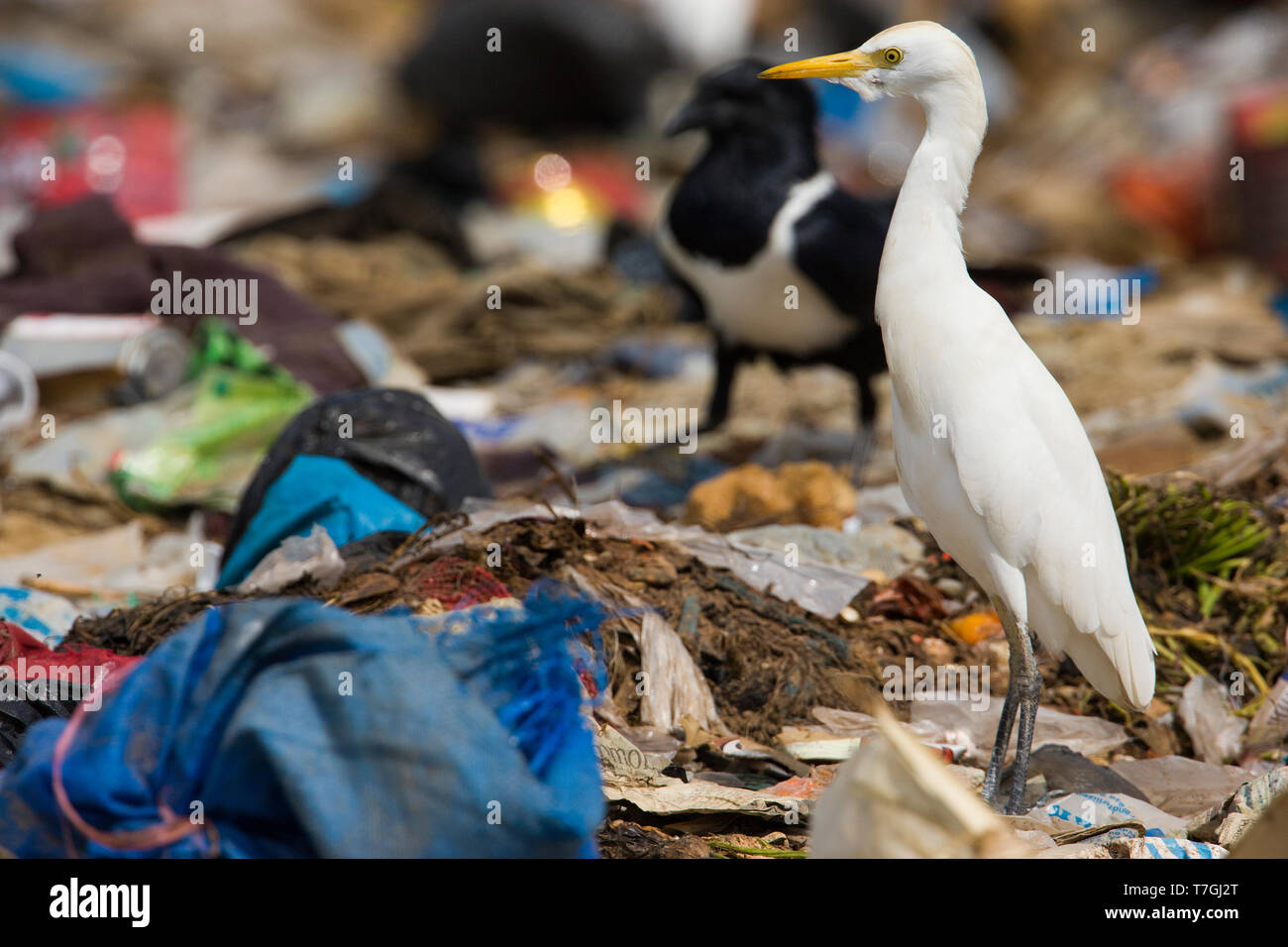 Héron garde-boeufs Bubulcus ibis ; Banque D'Images