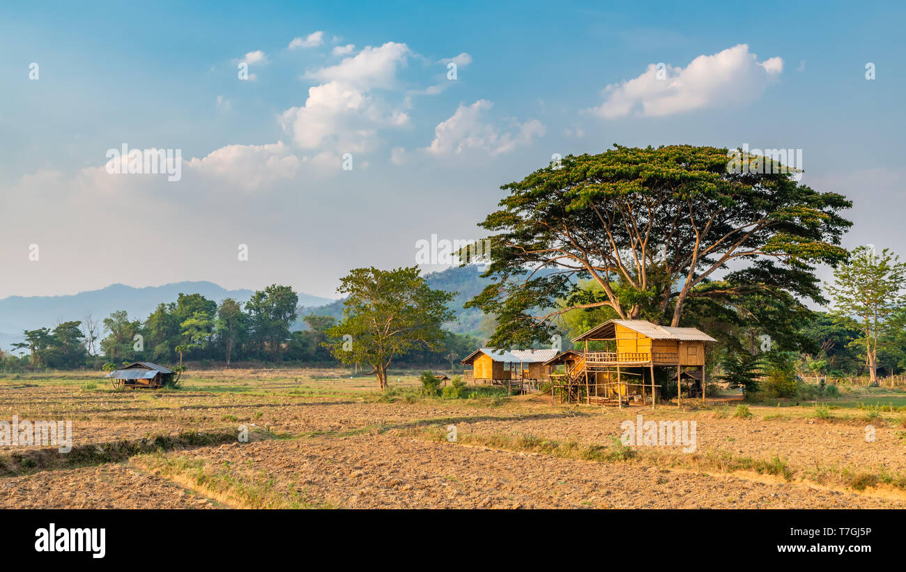 Style Thai, maison entourée de champs agricoles construit sous grand arbre dans la campagne du nord de la Thaïlande Banque D'Images