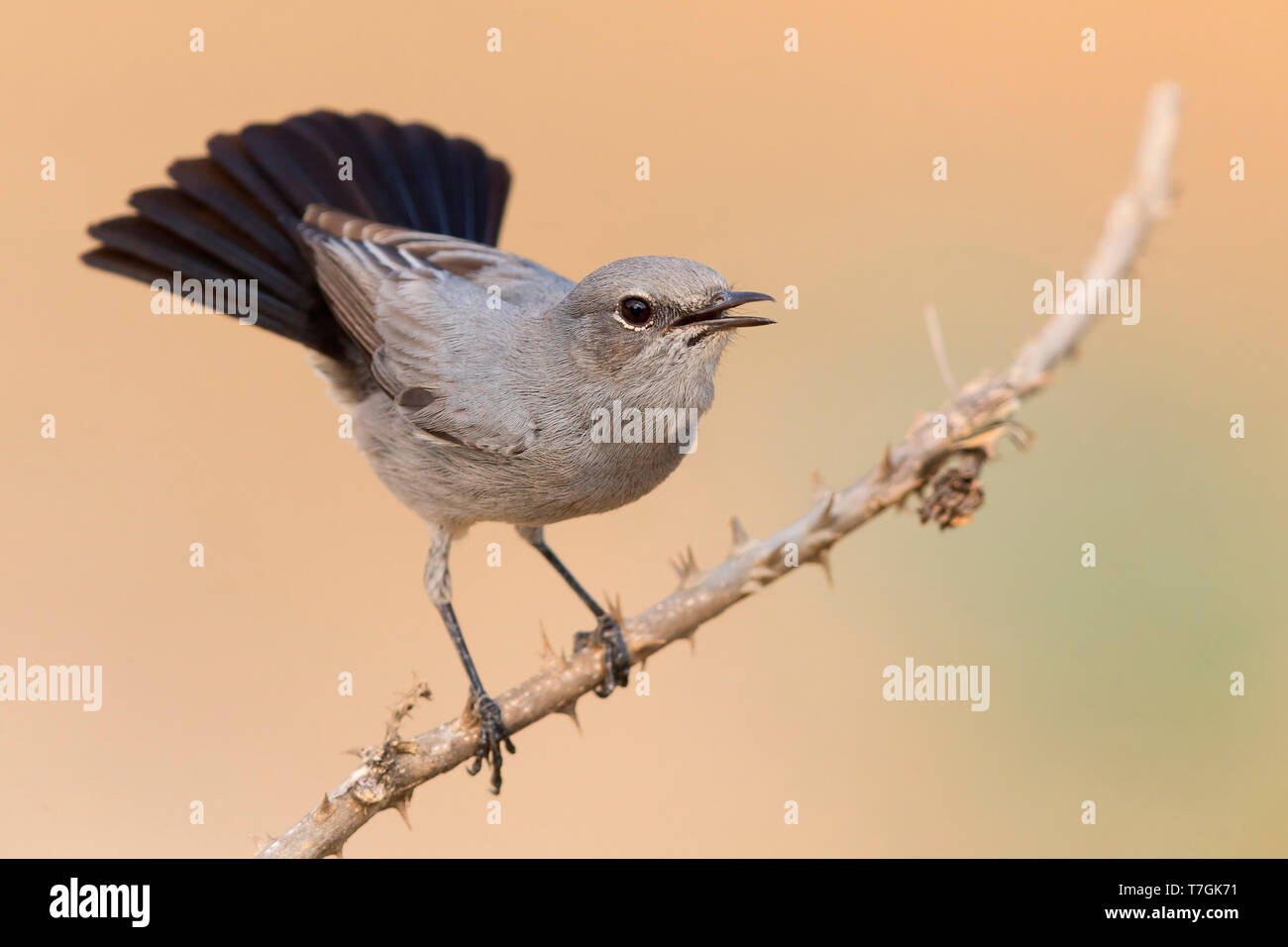 Redémarrage après, affichage sur une brindille, Ayn Hamran, Dhofar, Oman (Oenanthe melanura) Banque D'Images