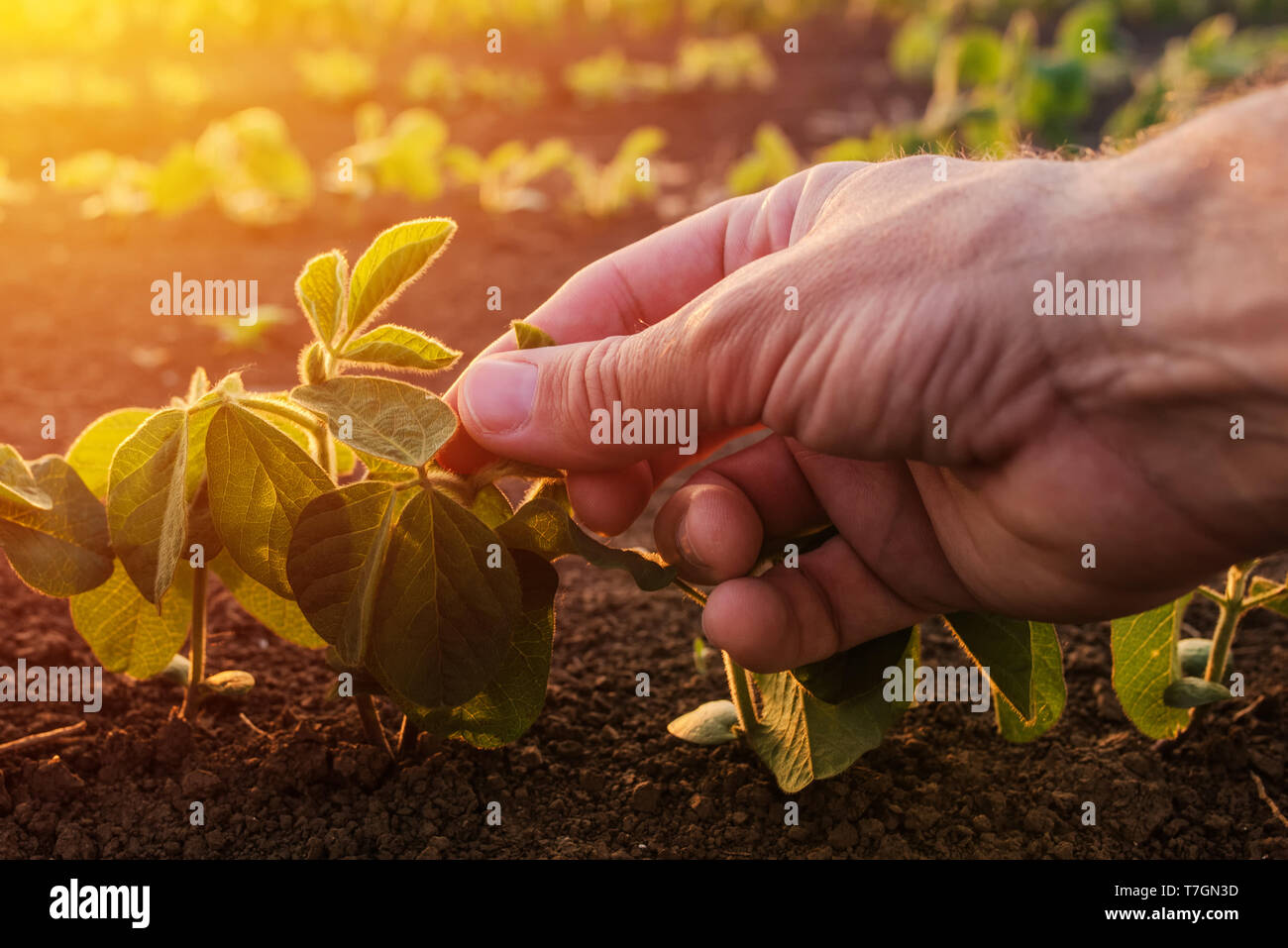 L'examen de jeune agriculteur récolte de soja vert plante en terrain agricole cultivé Banque D'Images