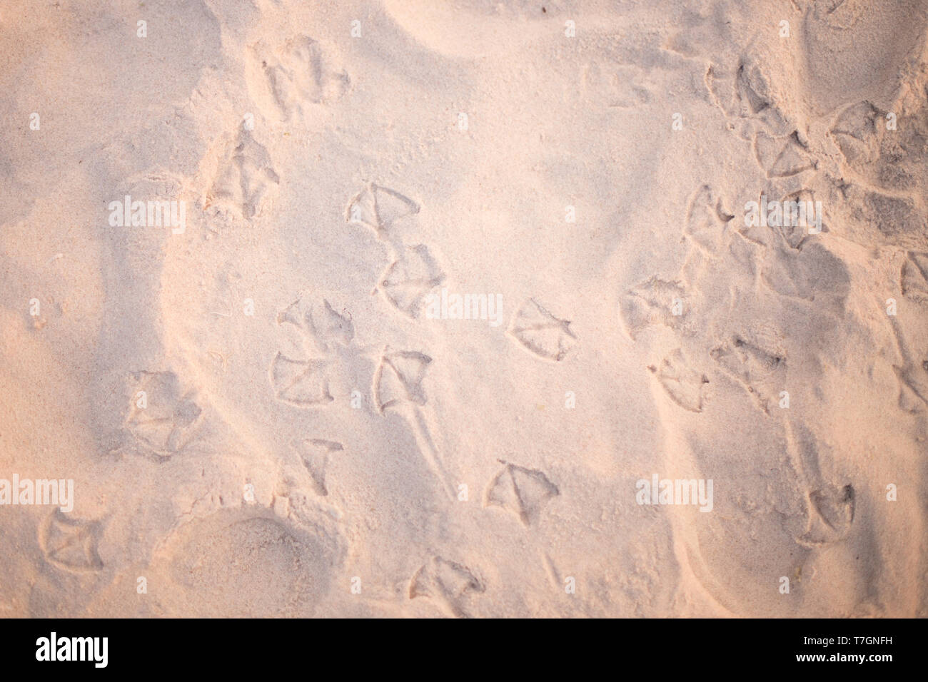 Des traces d'oiseaux, des mouettes sur la plage sable - contexte pour les vacances, vacances, voyages, mer Banque D'Images