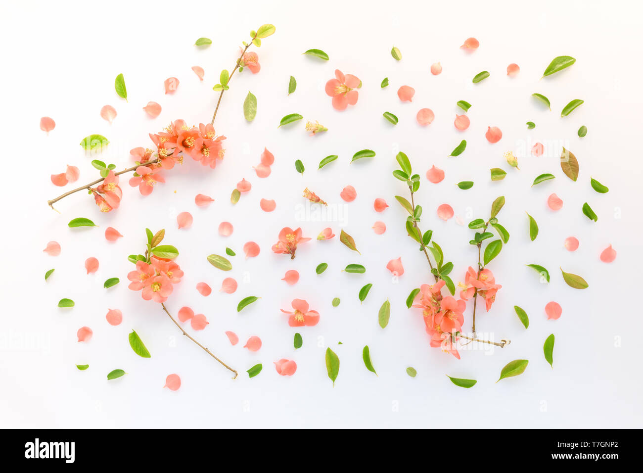 Printemps coloré décoration florale télévision jeter dessus avec des pétales de fleurs et de feuilles Banque D'Images