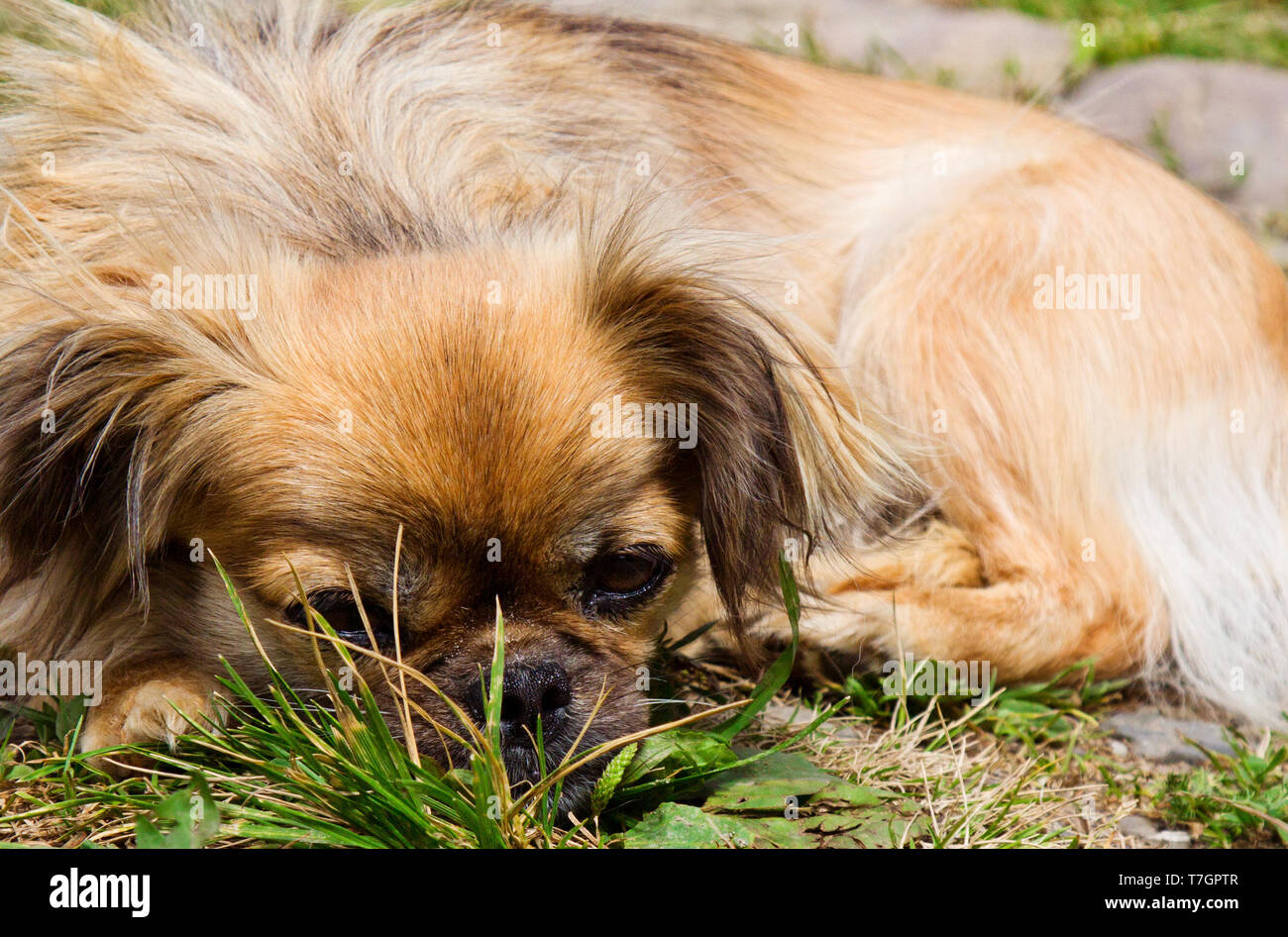 Portrait de Mignon petit canard sur une herbe outdoor Banque D'Images