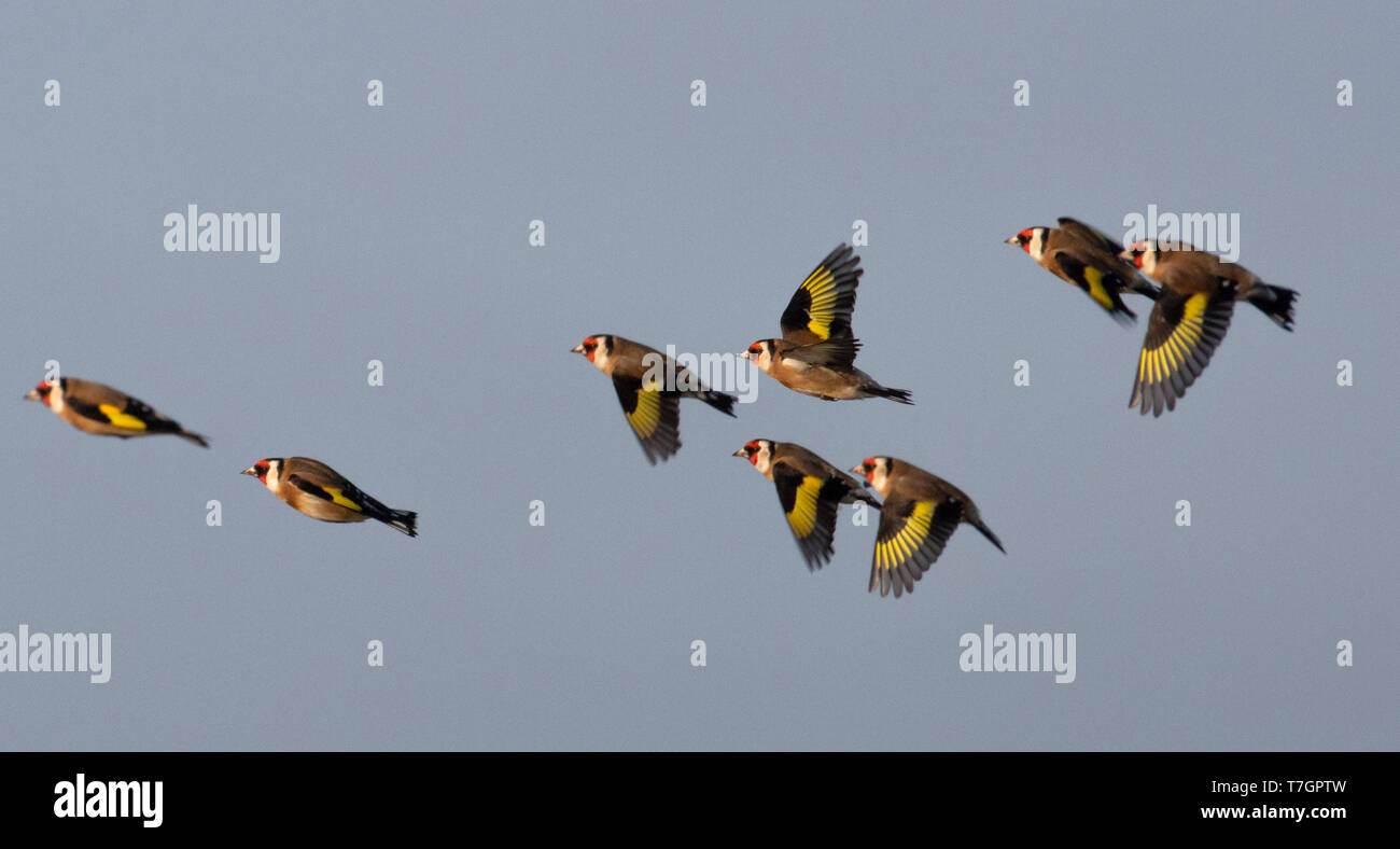 Petit groupe d'Chardonneret (Carduelis carduelis) en avion au cours de l'hiver aux Pays-Bas. Troupeau d'hivernage sur l'île de Wadden Terschelling. Banque D'Images