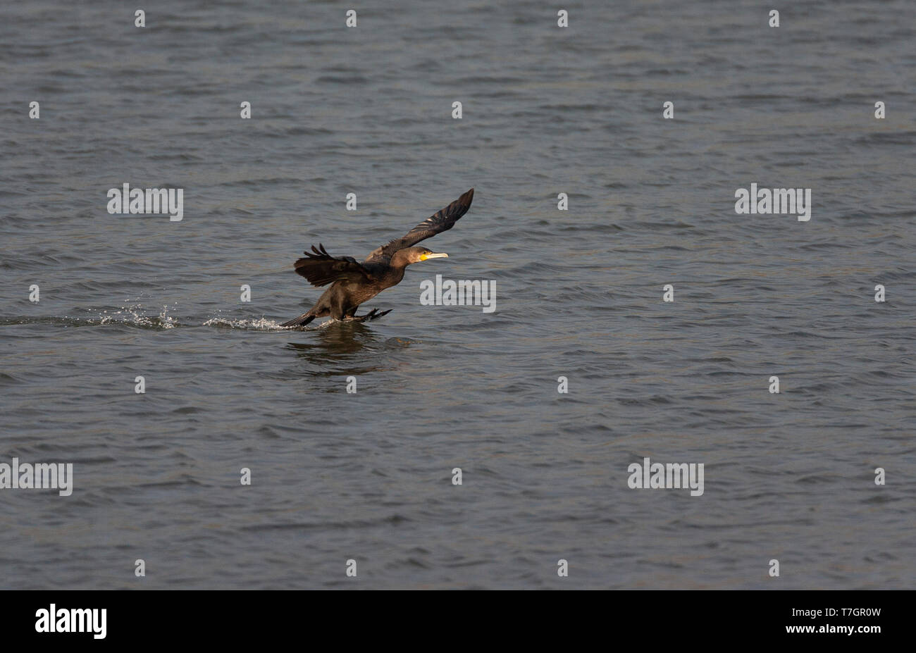 Grand Cormoran (Phalacrocorax carbo) aux Pays-Bas. L'atterrissage d'oiseaux immatures avec ses pieds sur l'eau. Banque D'Images