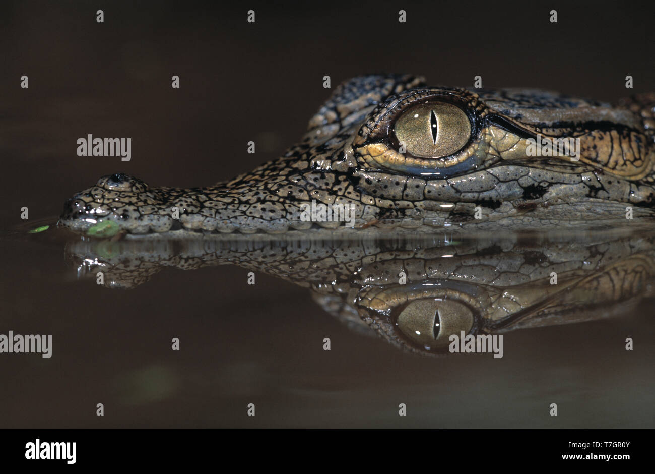 L'Égypte. Le crocodile du Nil. Les juvéniles. Crocodylus niloticus. Banque D'Images