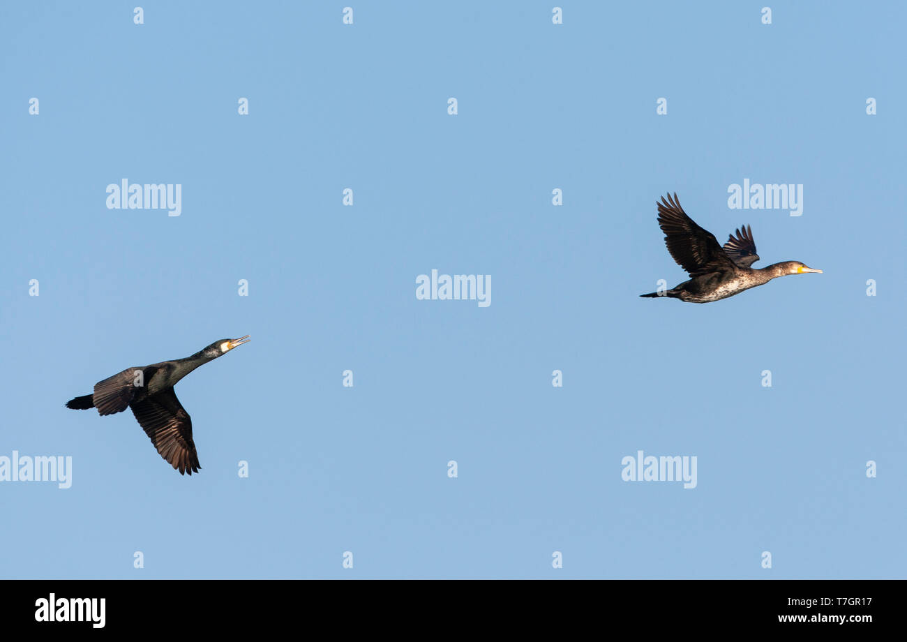 Deux Grands Cormorans (Phalacrocorax carbo) vol dans les Pays-Bas. Des profils composant (à gauche) et d'oiseaux immatures (droite) Banque D'Images