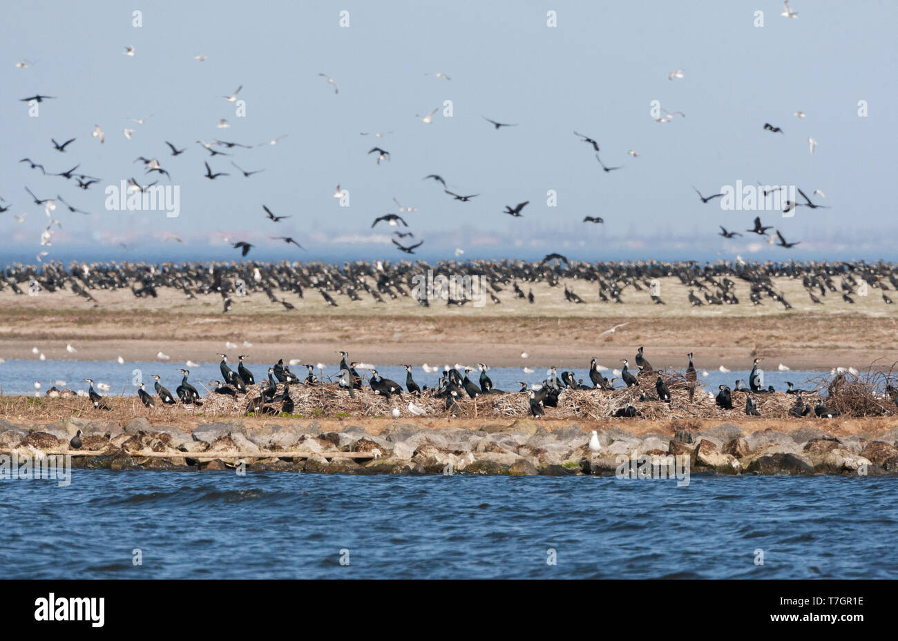 Grande colonie de Grands Cormorans (Phalacrocorax carbo) sur Kreupel, un homme fait island s'est transformée en réserve naturelle, aux Pays-Bas. Banque D'Images