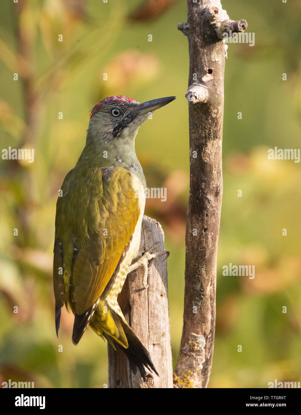 Femelle subadulte Pic Vert (Picus viridis) en bulgare jardin au cours de l'automne. Banque D'Images