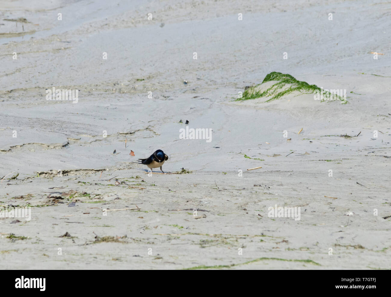 Hirondelle rustique sur le sable Banque D'Images