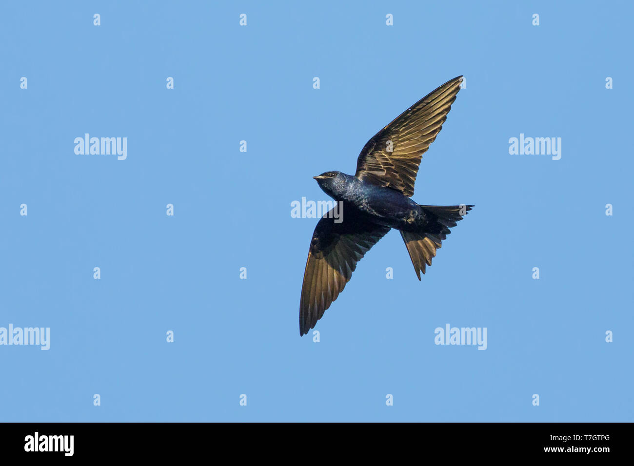 Mâle adulte (Progne subis Hirondelle) en vol au Comté de Galveston, Texas, États-Unis. Banque D'Images