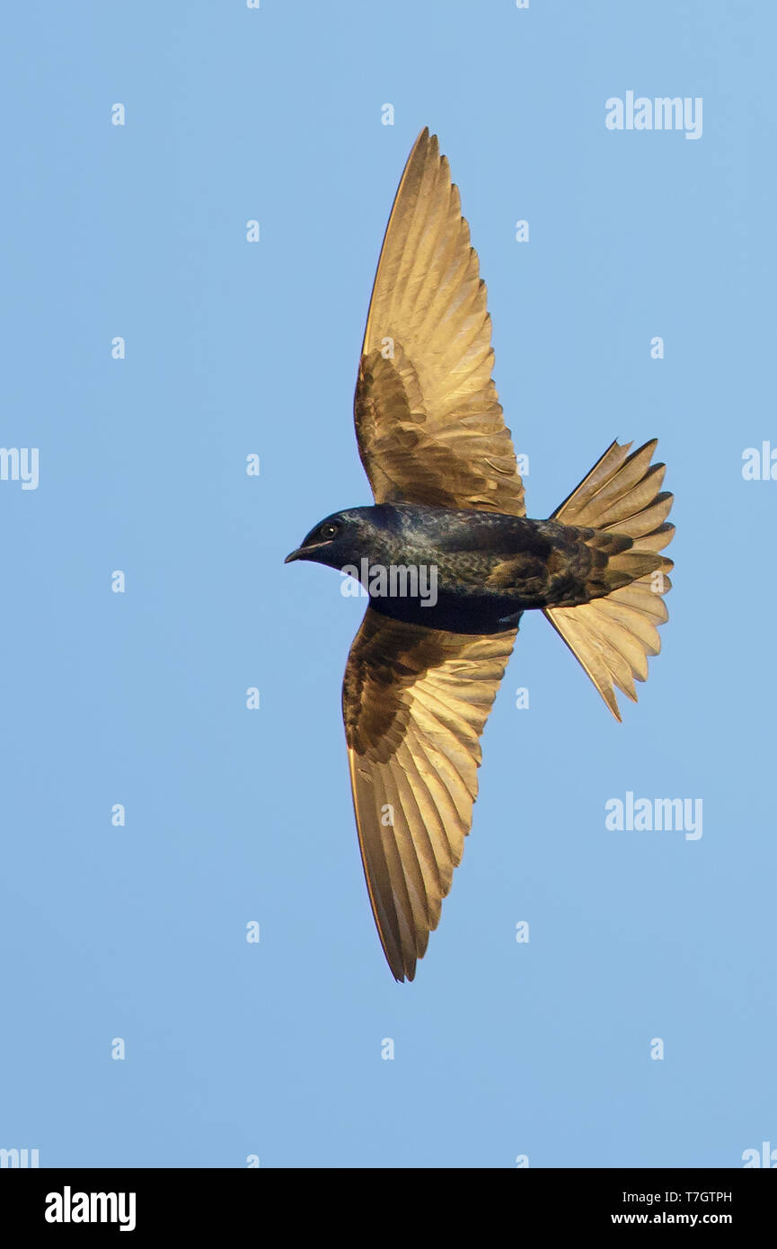 Mâle adulte (Progne subis Hirondelle) en vol au Comté de Galveston, Texas, États-Unis. Banque D'Images