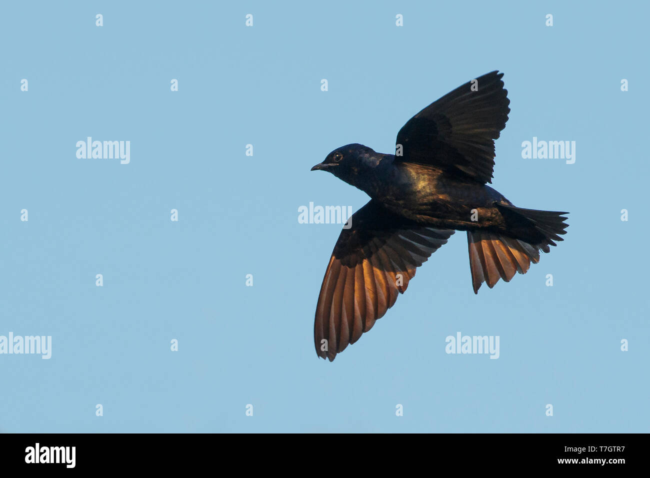 Mâle adulte (Progne subis Hirondelle) en vol à Brazoria County, Texas, USA. Banque D'Images