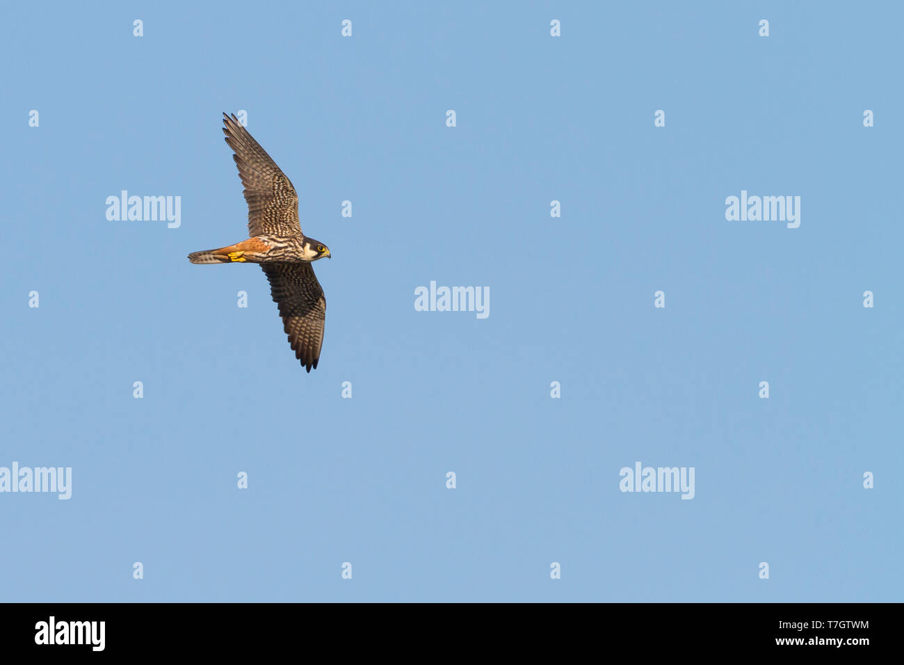 Eurasian Hobby (Falco subbuteo ssp. subbuteo), l'Autriche, des profils en vol, vue de dessous. Voler contre un ciel bleu en arrière-plan. Banque D'Images