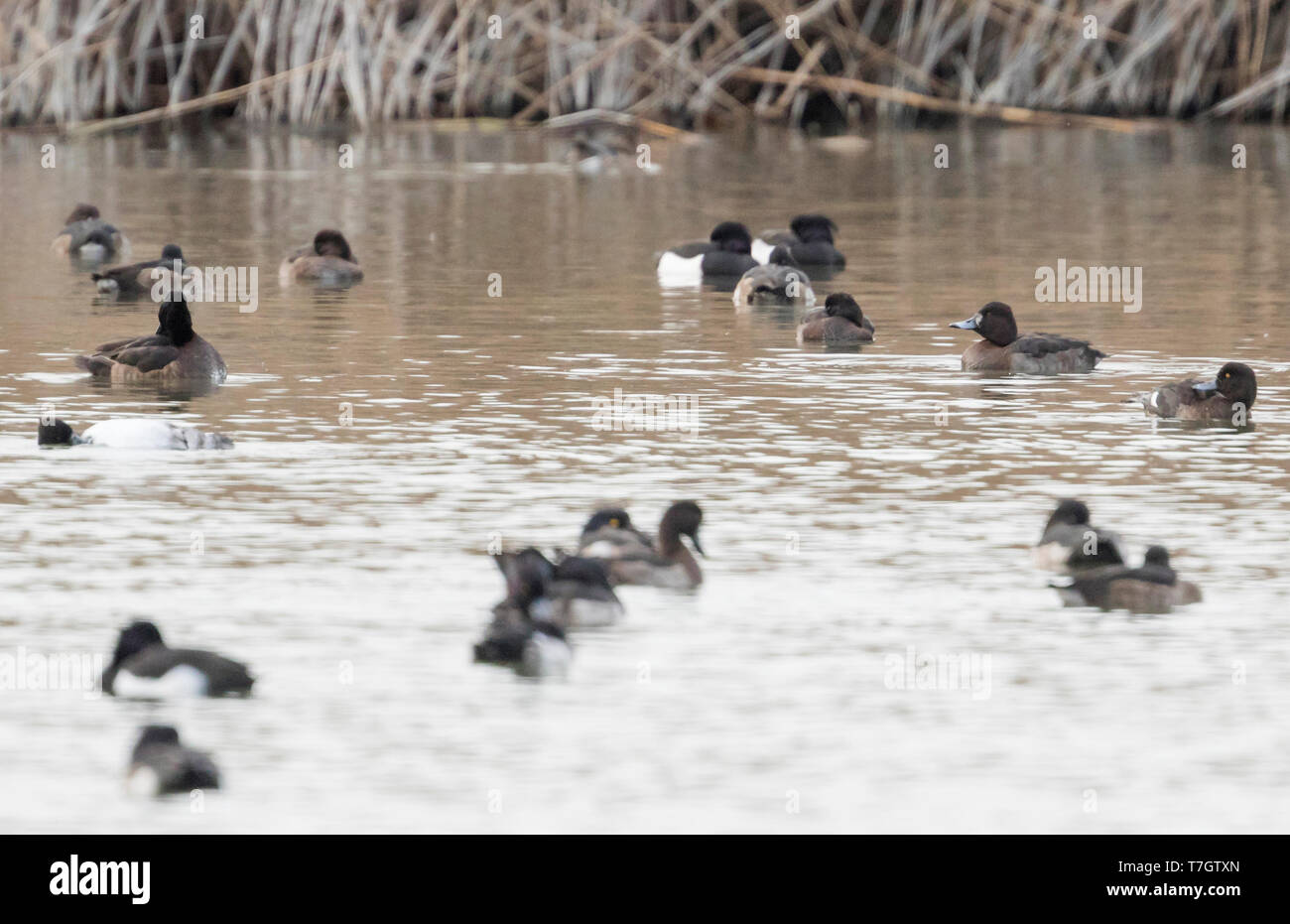 Hybrid x Milouin Fuligule morillon (Aythya ferina x A. fuligula), l'Allemagne, une femelle adulte entre d'autres canards. Banque D'Images