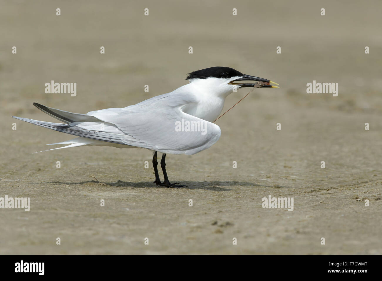 La sterne Cabot adultes (Thalasseus acuflavidus) debout sur la plage, dans le Comté de Galveston, Texas, États-Unis. Banque D'Images